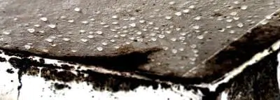 fuite-maison-degat-des-eaux-moisissure-champignon fuite-maison-degat-des-eaux-moisissure-champignon