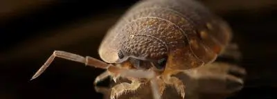 punaise-de-lit punaise-de-lit