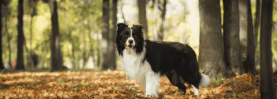 Chien forêt