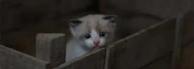 chat-abandonne