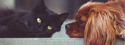 chat chien coût