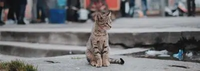 chat-errant