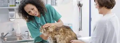 vétérinaire chat